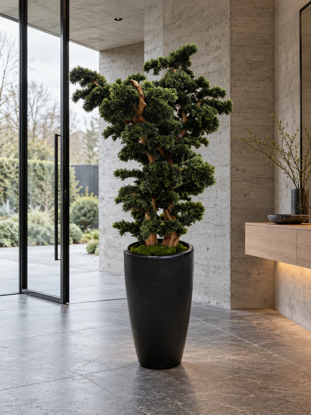 Evergreen bonsai in its tall black planter in a Belgian entryway