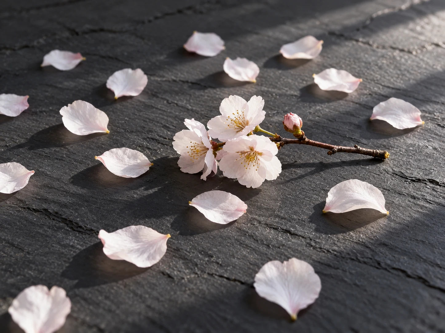 White cherry blossom and scattered petals on dark slate